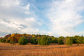 Prairie grasses and woods in autumn print