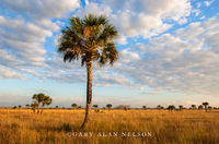 Palm Trees and Clouds