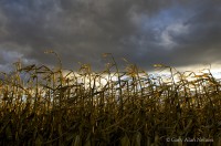Corn Stalks under Heavy Skies