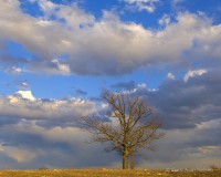 Oak Tree and Sky