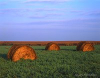 Bales of Straw
