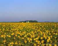Sunflowers and Farm