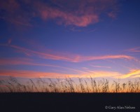 Brome Grass Twisting in the Breeze