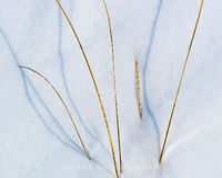Grass and Snow