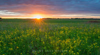 Sunset and Golden Alexanders
