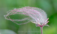 Prairie Smoke