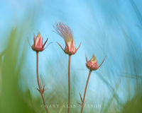 Prairie Smoke, Sky and Grasses