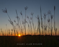 Big Bluestem at Dusk