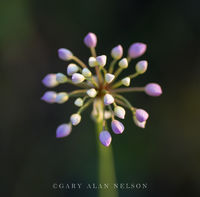 Prairie Onion