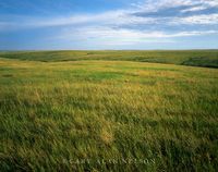 Prairie Grasses to the Horizon
