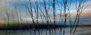 Bare Branches along River - AC344
