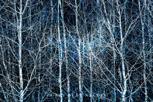 Blue Naked Trees