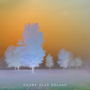 Bleeched Trees at Dawn
