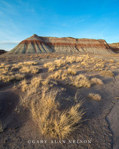 Badlands and Grasses at Petrified Forest
