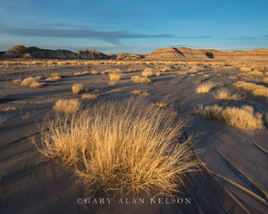 Glowing Grasses