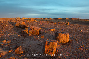 Petrified Wood at Dusk