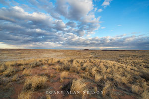 Grasses and Clouds