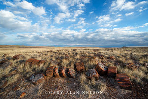Petrified Wood and Sky