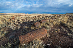 Petrified Tree
