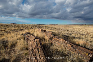 Petrified Trees