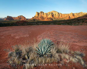 Red Rock and Agave