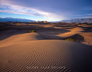 Sand Dunes on Mesquite Flats