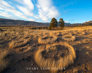 Prairie Grass Rings