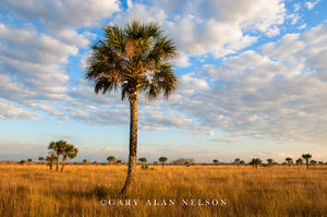 Palm Trees and Clouds