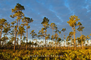 Slash Pines, Palmettos and Clouds