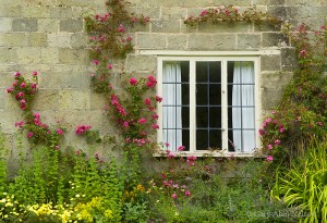 Window and Forbs