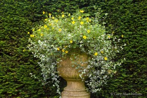 Flowers and Pot