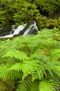 Waterfalls and Ferns