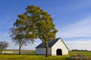 Barn and Trees