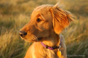 Kona