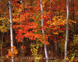 Autumn in Ottawa FOrest