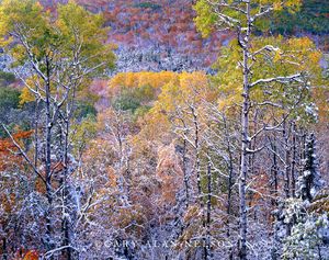 Snow in Autumn