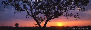Sun Under Oak