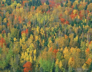Superior National Forest