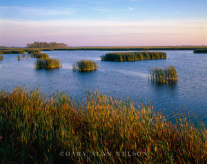 Cattails and Wetlands