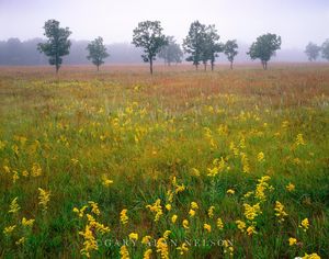 Prairie, Oak Trees and Fog