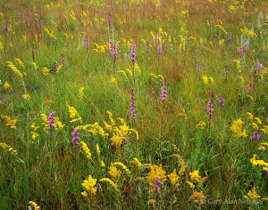 BGoldenrod and Blazing Star