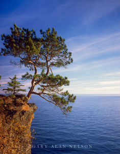 Leaning Red Pine