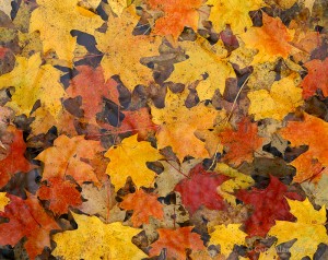 Pool of Maple Leaves
