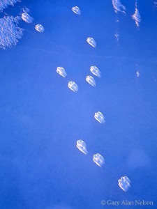 Fox Tracks on Blue Ice