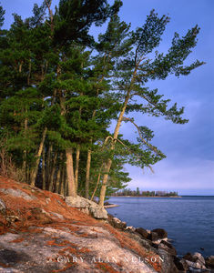 White Pines on Kabetogema Lake