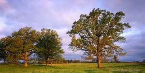 Piebald Skies over Oak Savannah