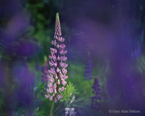 Pink and Purple Lupines