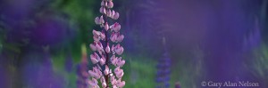 Lupine