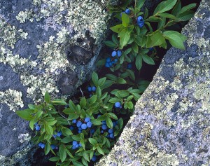Blueberries and Granite