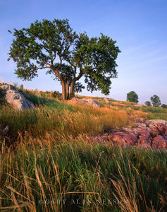 Ash on the Prairie